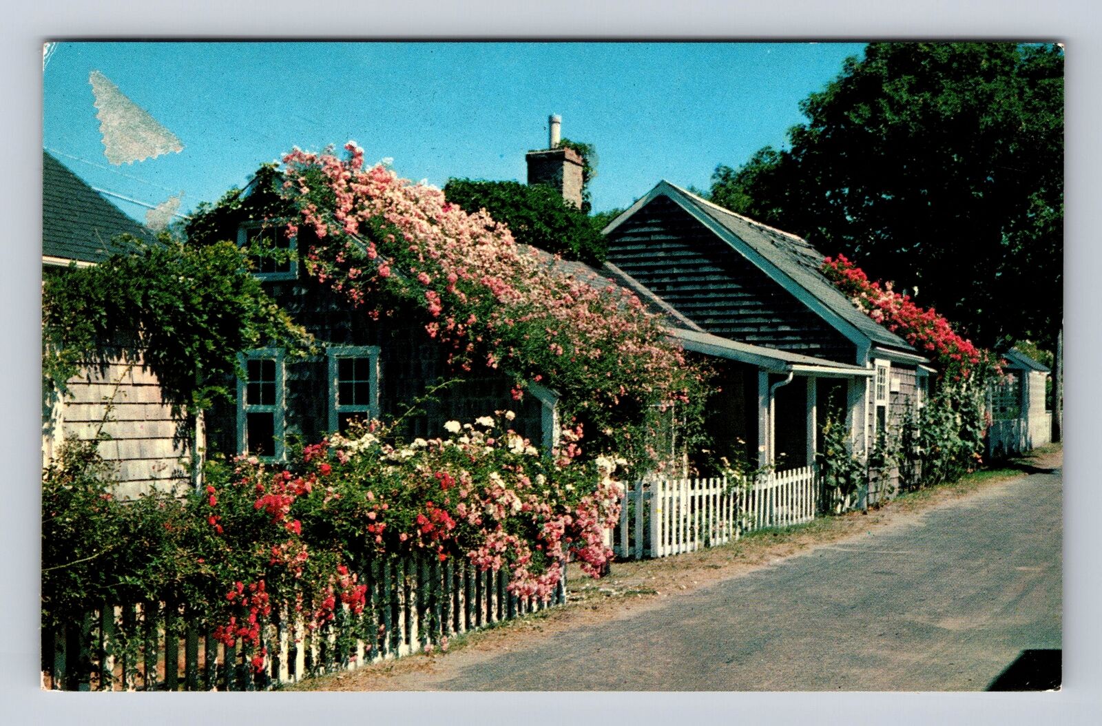 Nantucket Island MA-Massachusetts, Rose Covered Cottage, Vintage c1962 Postcard