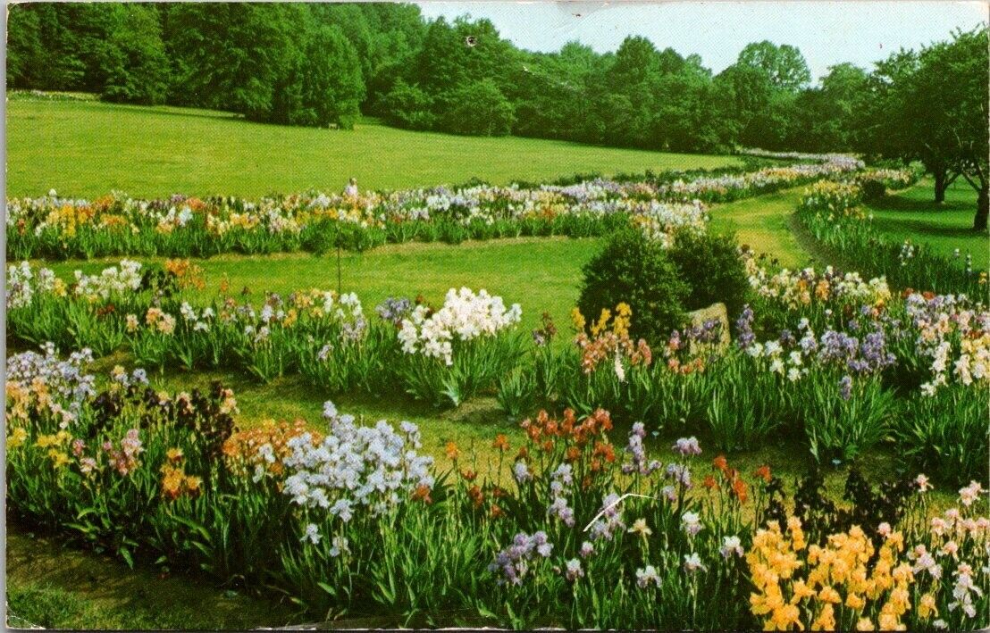 Postcard New Jersey Montclair Mountainside Park Presby Iris Gardens c1950s VTG