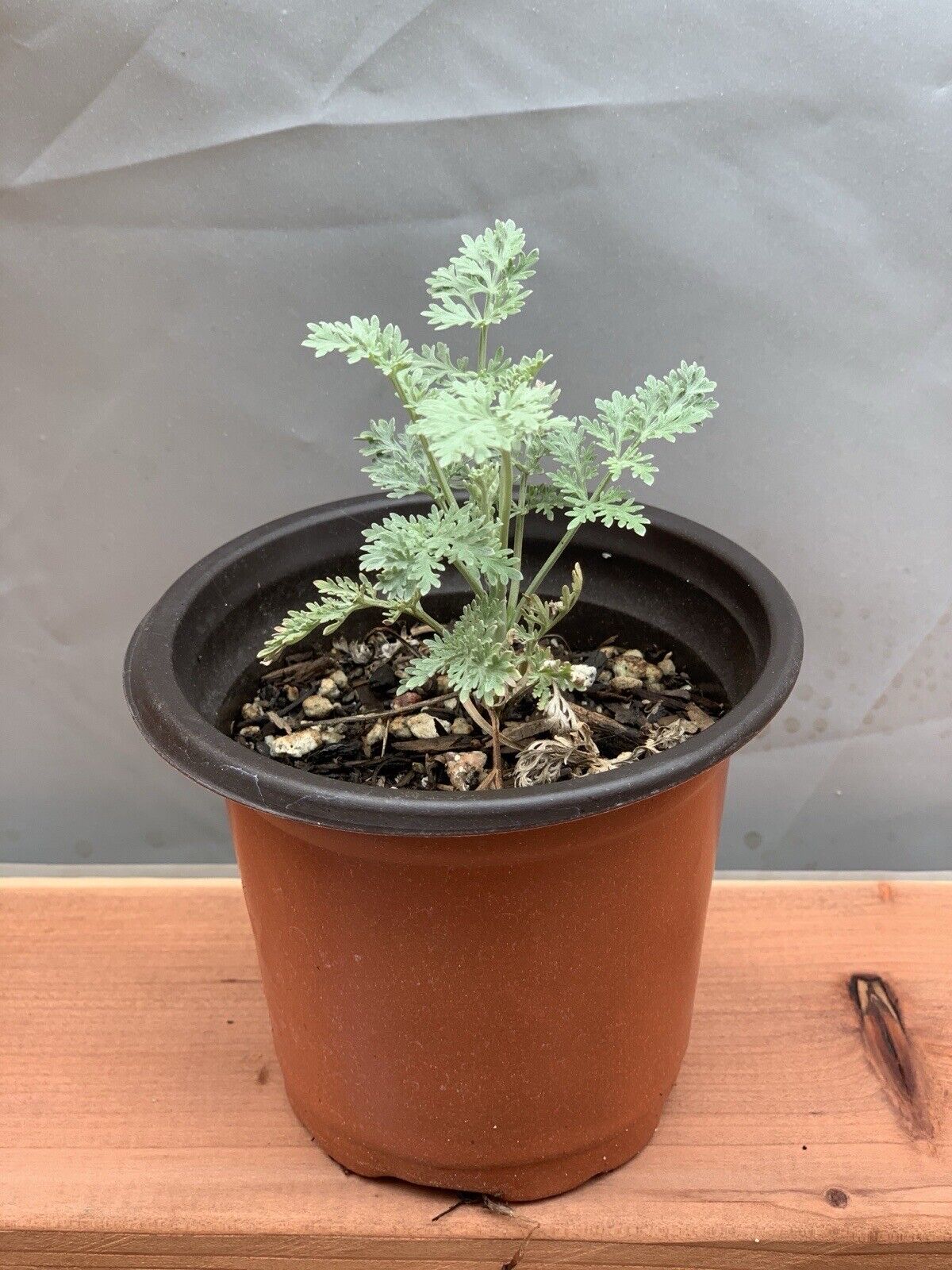 Wormwood Plant Artemisia absinthium, Live Plant In 4-6 Inch Pot.