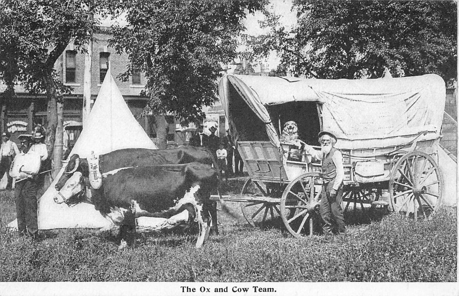 Old Oregon Trail Monument Expedition Ox & Cow Team Ezra Meeker 1906 UDB Postcard