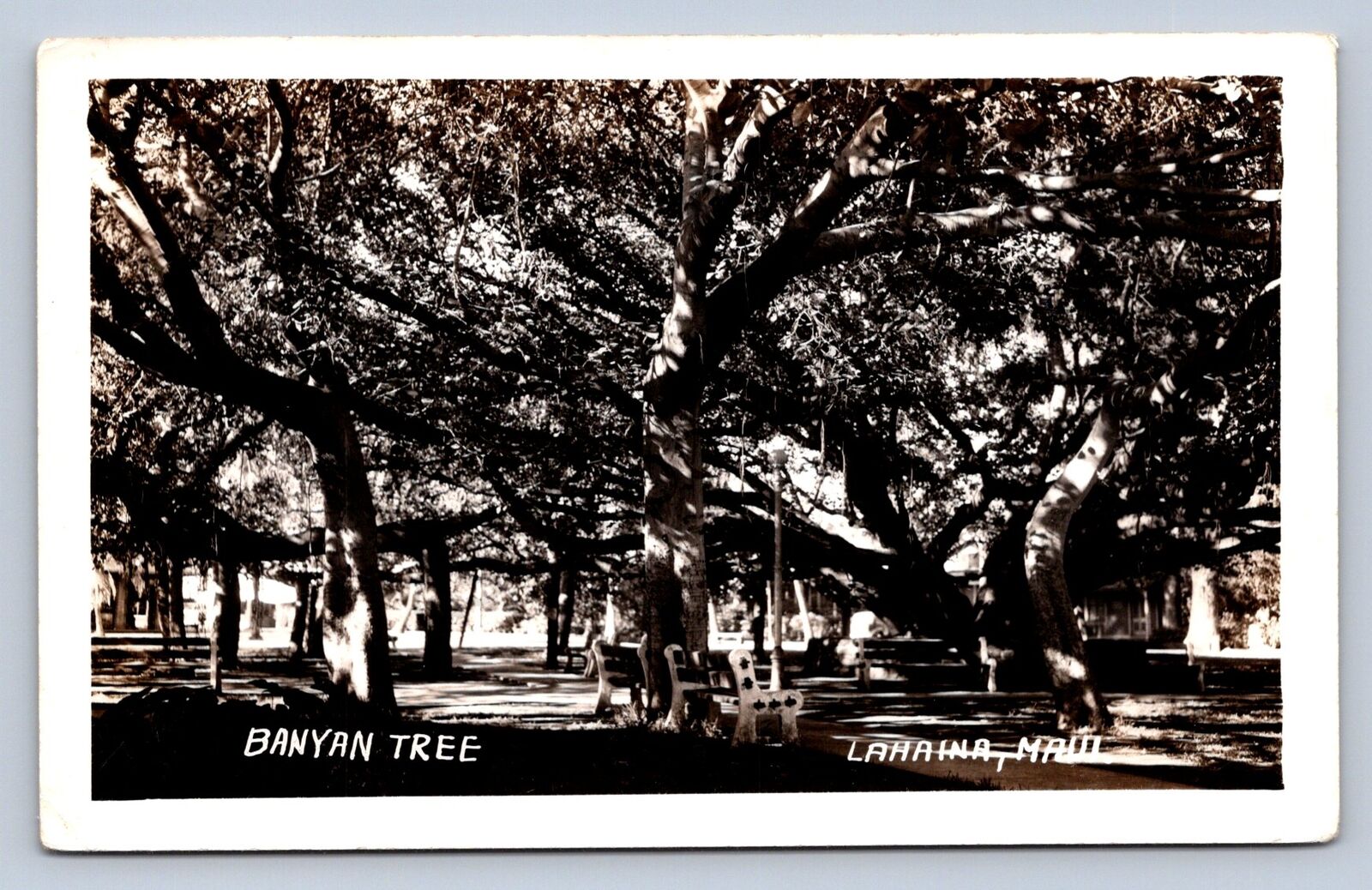 K3/ Lahaina Hawaii RPPC Postcard c1920s Banyan Tree Forest Maui 482