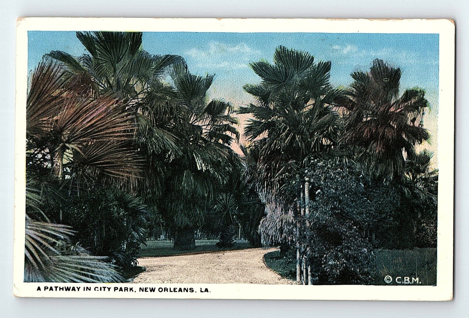 A Pathway In City Park New Orleans Louisiana Vintage Postcard