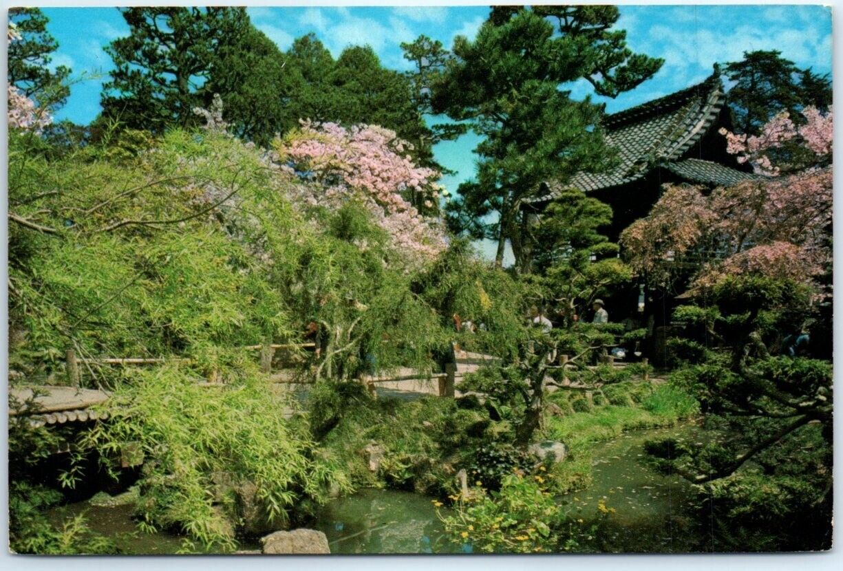 Postcard - Willow Tree, Cherry Blossoms and Pool, Japanese Tea Garden - CA
