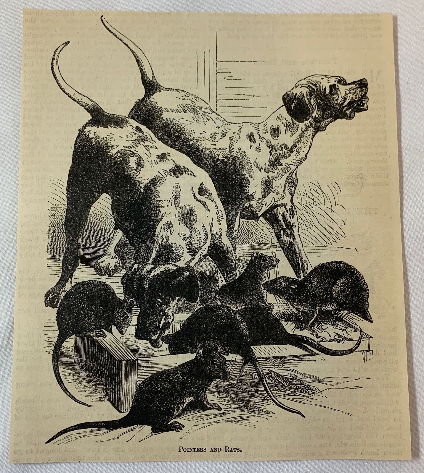 1879 magazine engraving ~ POINTERS AND RATS