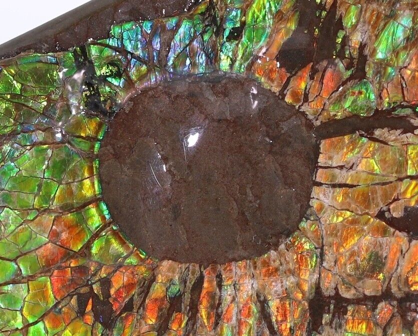 Ultra Rare 98mm Fossil Ammolite with 17mm Mosasaur Bite Alberta Canada COA 5816