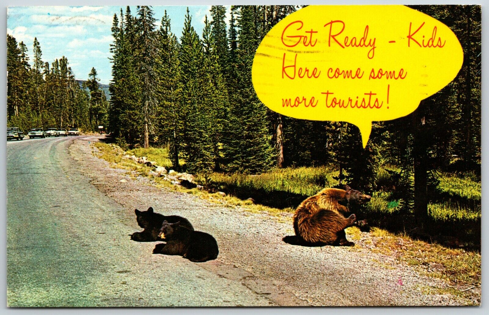 Get Ready Kids, Here Come More Tourists, Bears, Montana - Postcard