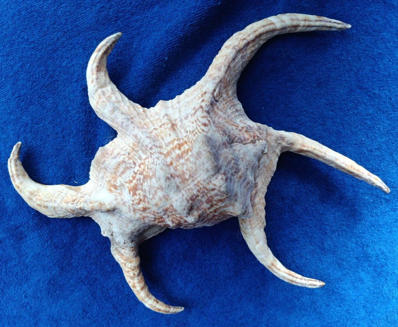 Large 11 inch Spider Conch Harpago Chiragra Seashell.