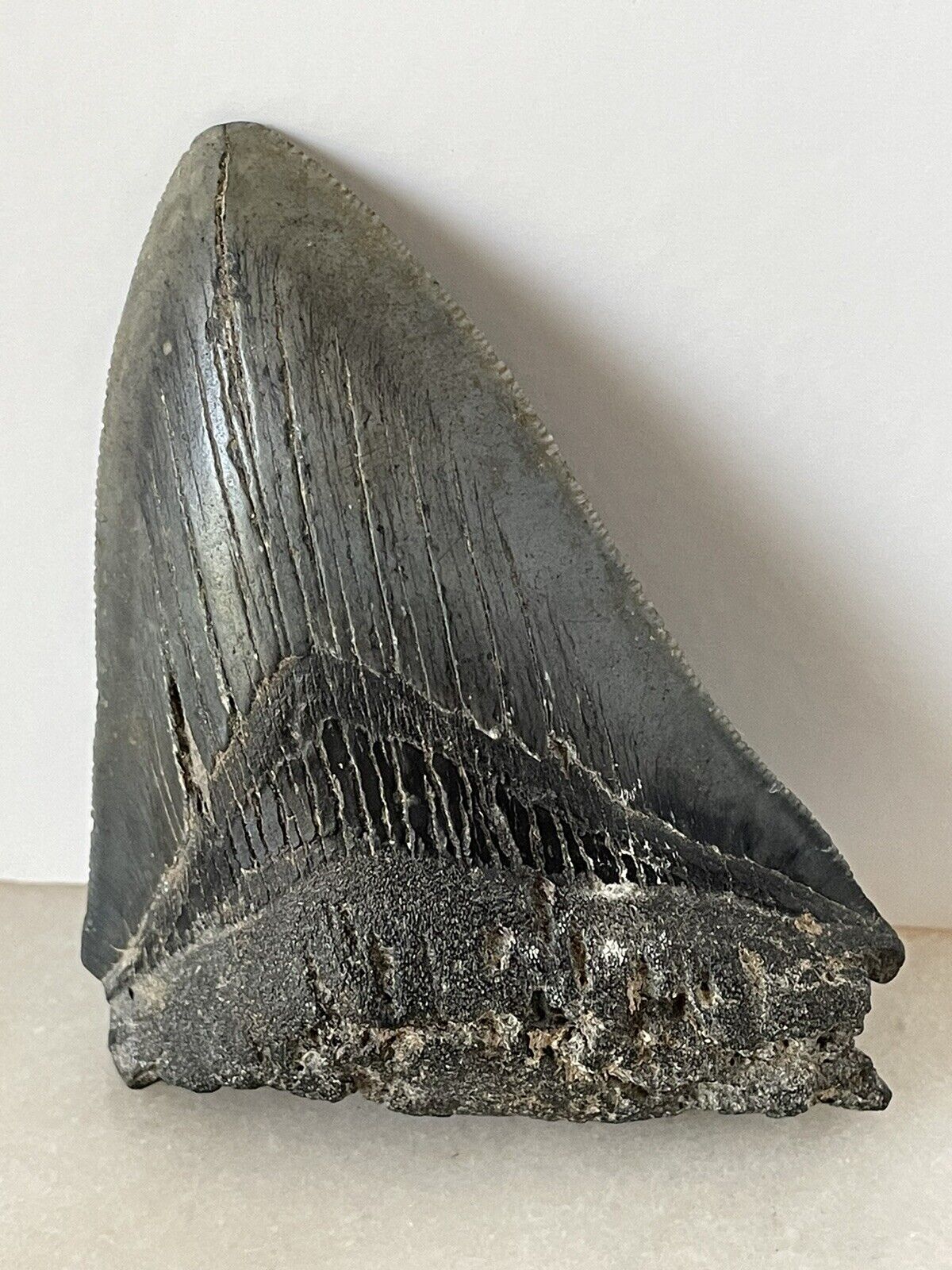 4 INCH REAL MEGALODON SHARK TOOTH FOSSIL.