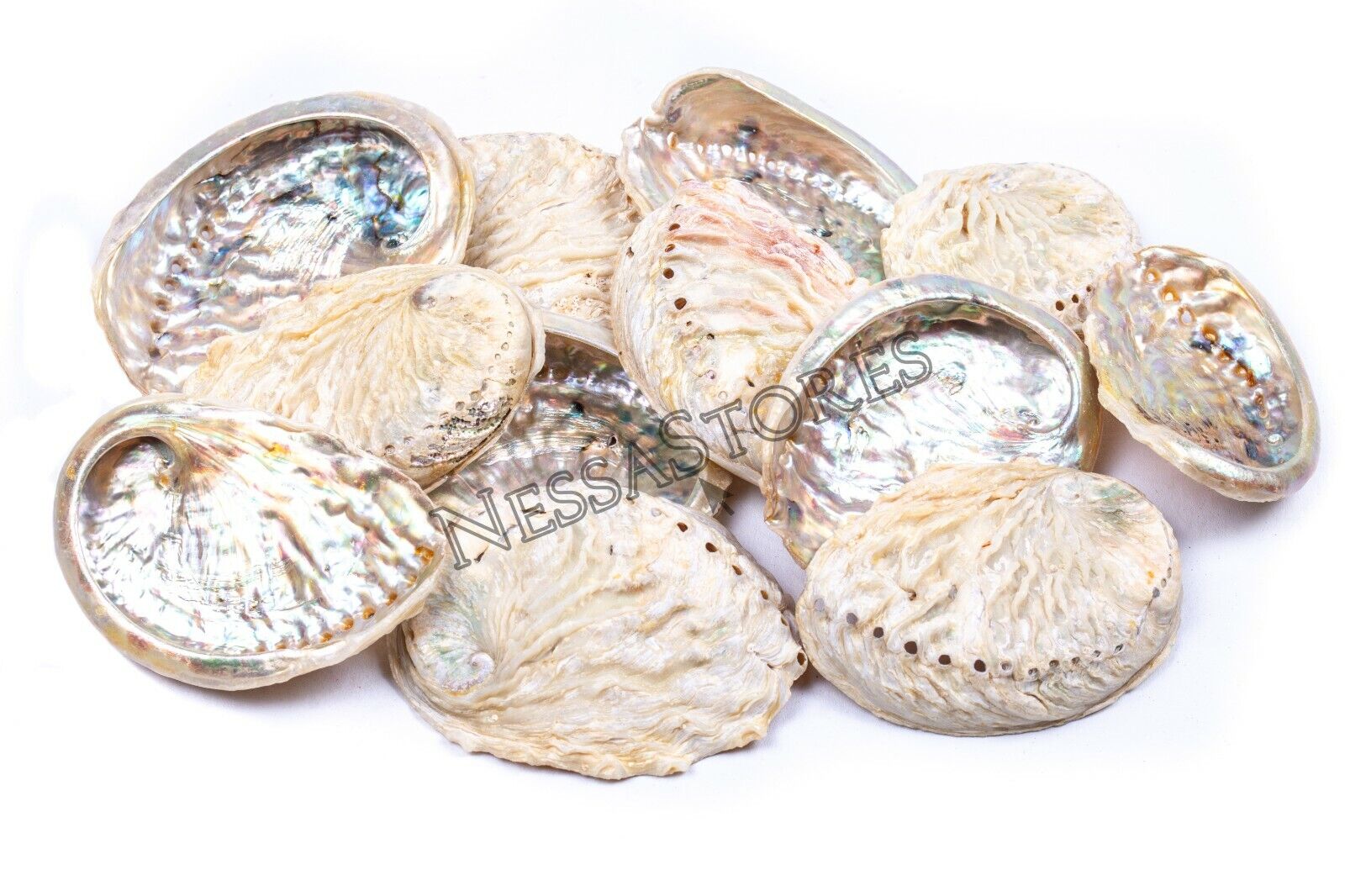Midae Abalone Sea Shell One Side Polished Beach Craft 3