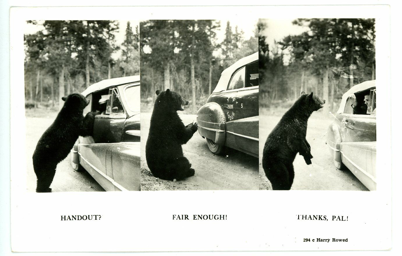 1940s? RPPC - Beggar Bear, Handout-Fair Enough-Thanks Pal, Jasper Natl Park #1