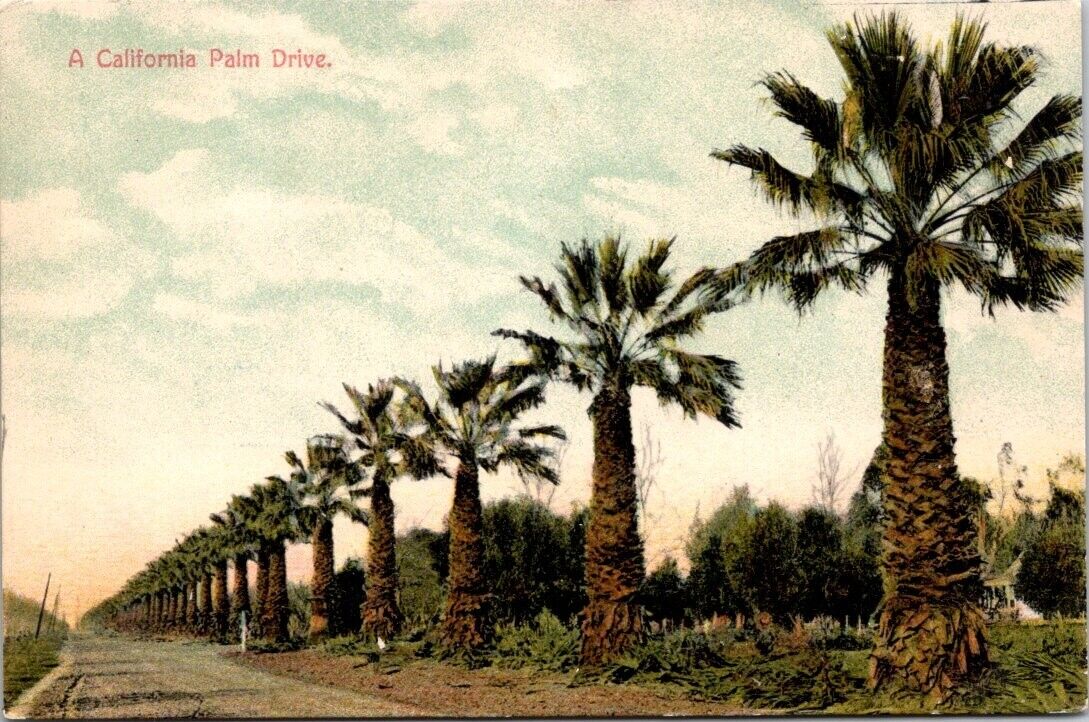 c1910 View Along a Palm Lined Street in Los Angeles California Vintage Postcard
