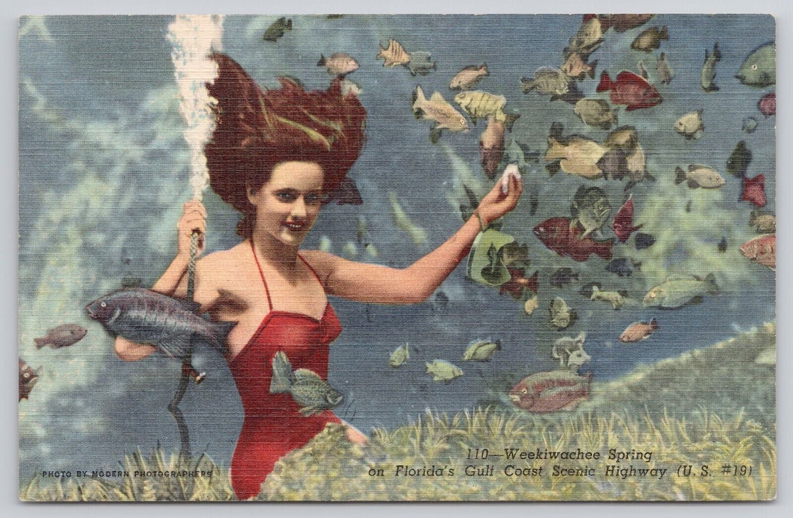 Girl Swimming Weekiwachee Spring on Florida Gulf Cost Scenic Highway 19 Postcard