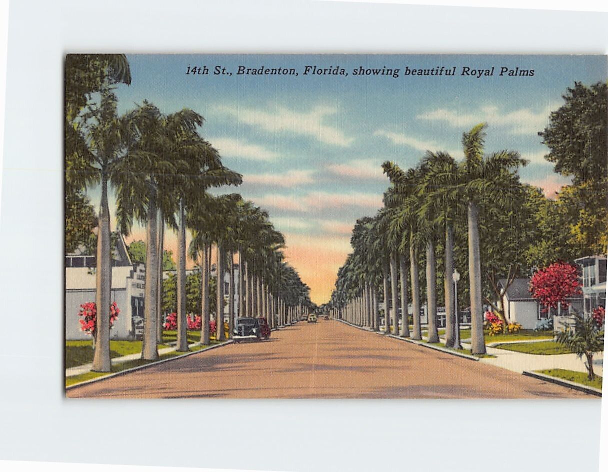 Postcard 14th St., showing beautiful Royal Palms, Bradenton, Florida