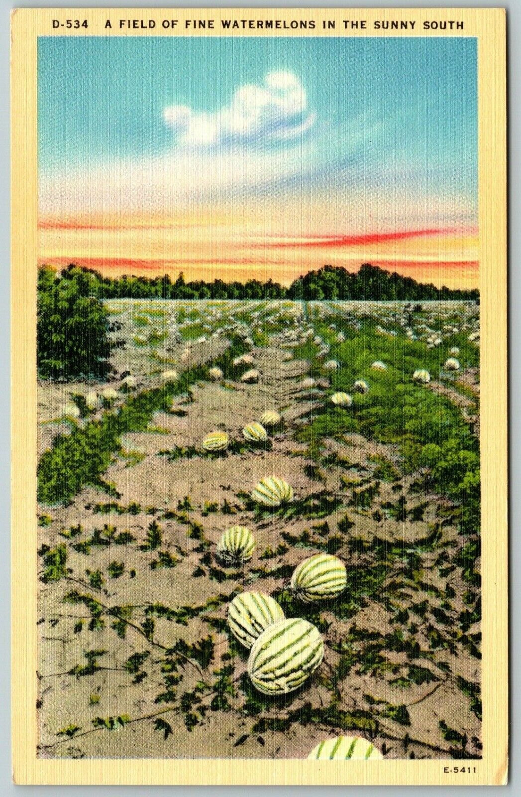 A Field of Fine Watermelons in the Sunny South - Postcard