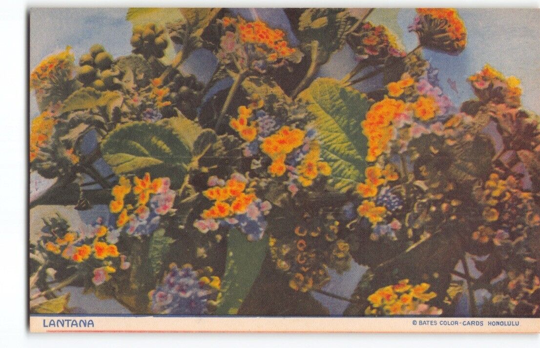 Stunning Bates~Hard to Find Lantana Flower 1930s Publ. in Hawaii Postcard-H1