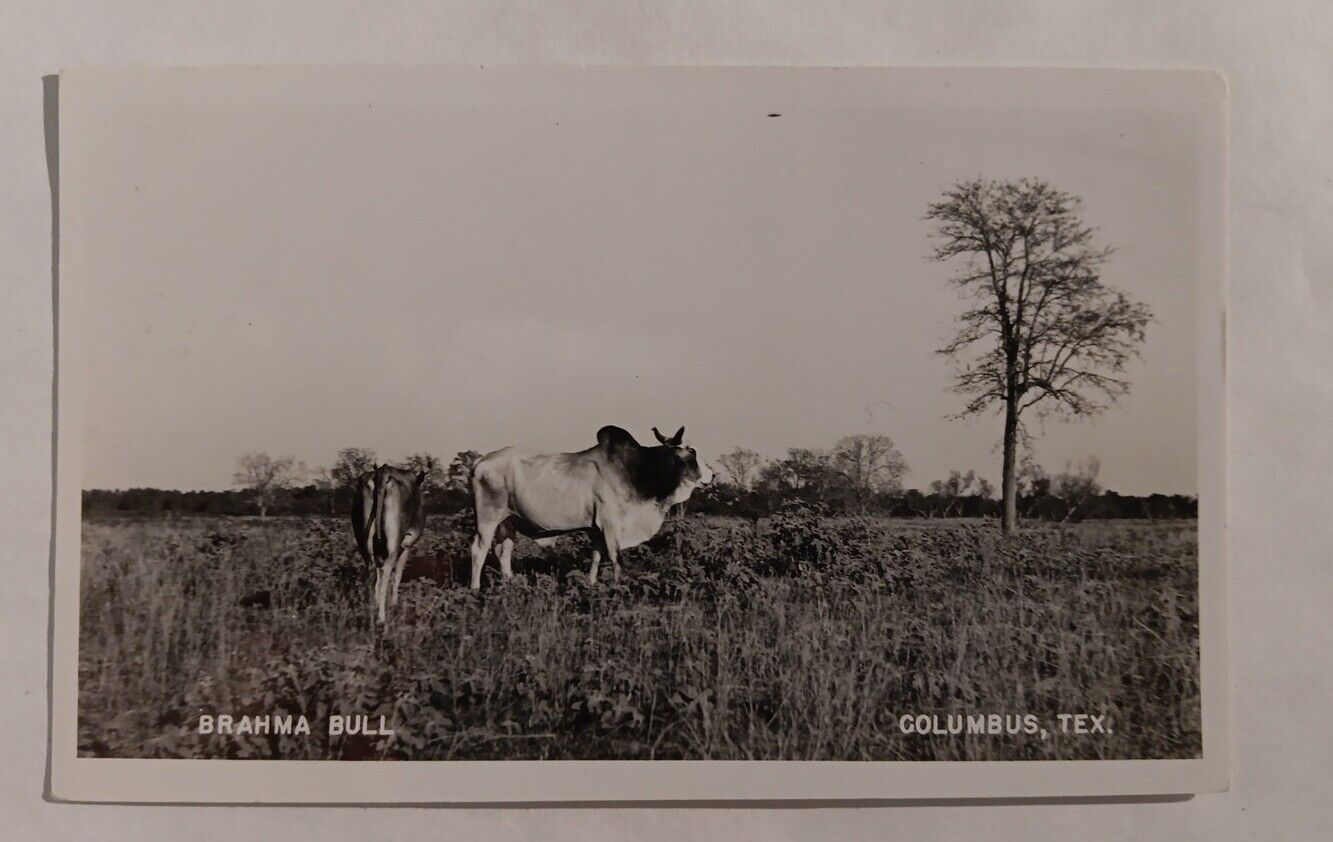 Postcard TX RPPC Columbus View Huge Brahma Bull Ranch Farm Real Photo Vintage L1