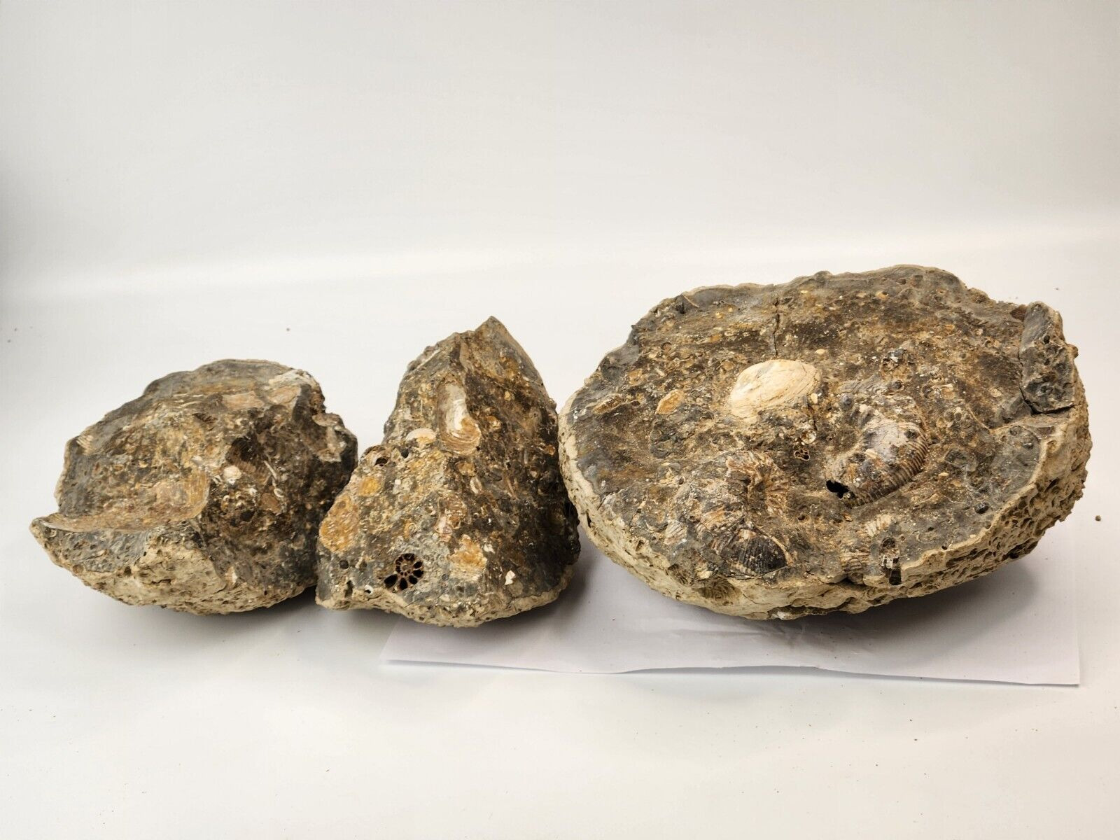 Large Invertebrate Nodule - Various Ammonite, Bivalve Fossils - Fox Hills Fm.