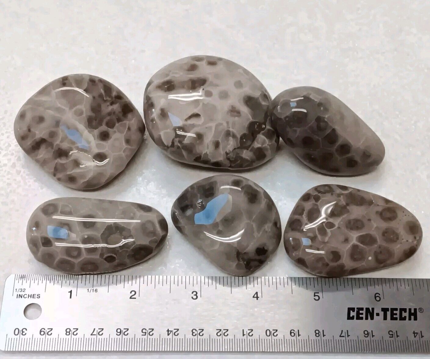 6 Petoskey Stone Hexagonaria Rock Lot of Unpolished Michigan Coral Fossils