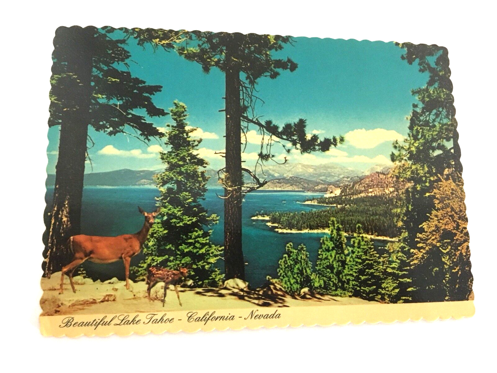 Lake Tahoe California Nevada Postcard Photo Dexter Supreme Deer Wildlife Vintage