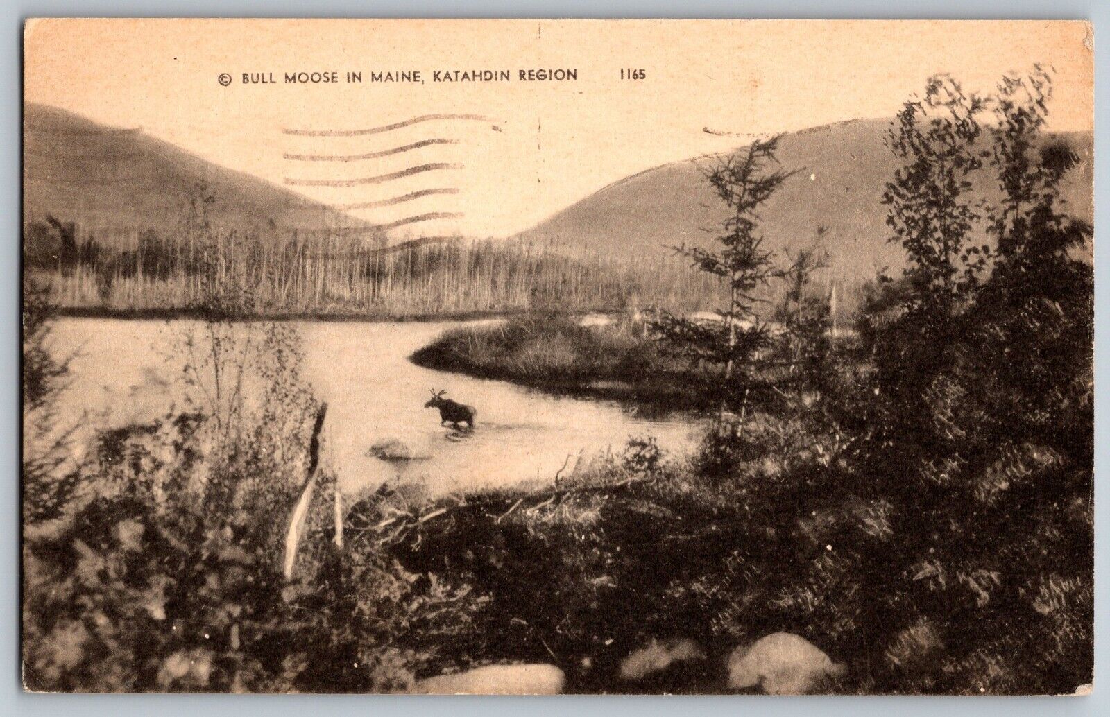 Katahdin Region, Maine ME - Bull Moose in Maine - Vintage Postcard - Posted 1950
