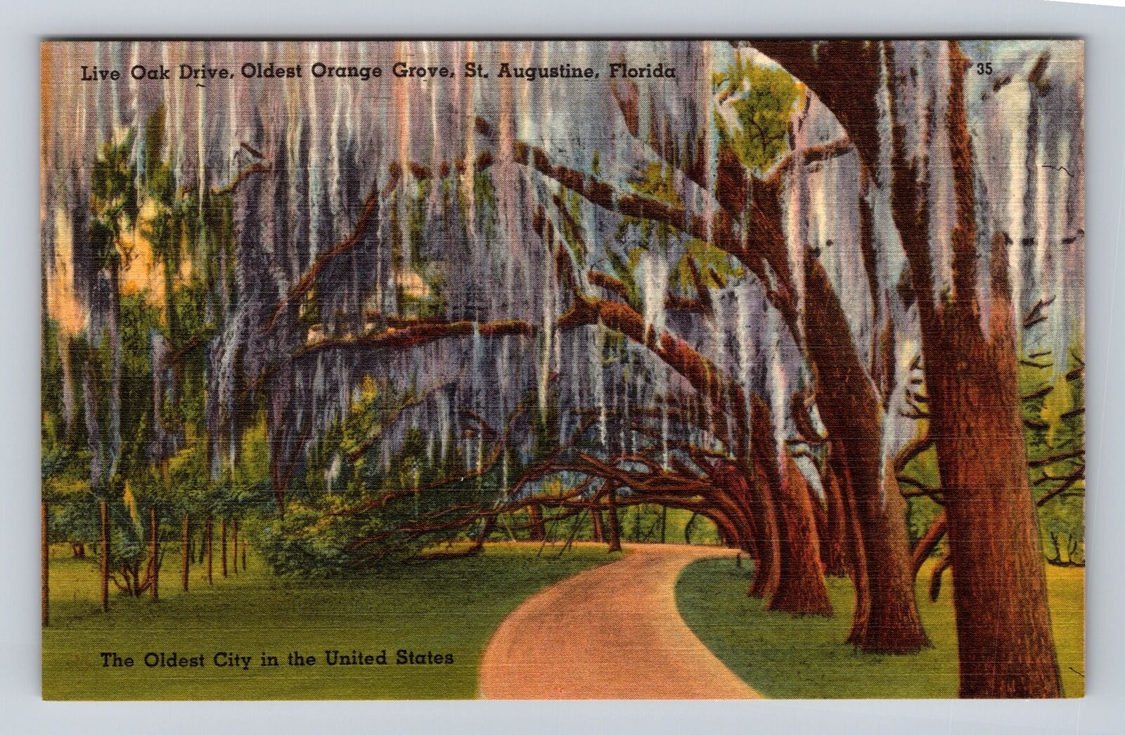 St Augustine FL-Florida, Live Oak Drive, Old Orange Grove, Vintage Postcard