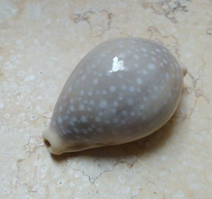 F Cypraea camelopardalis  red sea shell F++++ 79.7 mm clear dots superb lyncina