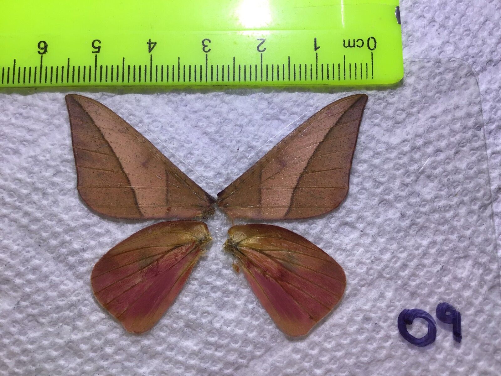 LPSA2  09  A+/ A   Adeloneivaia   ? Saturniidae Moths