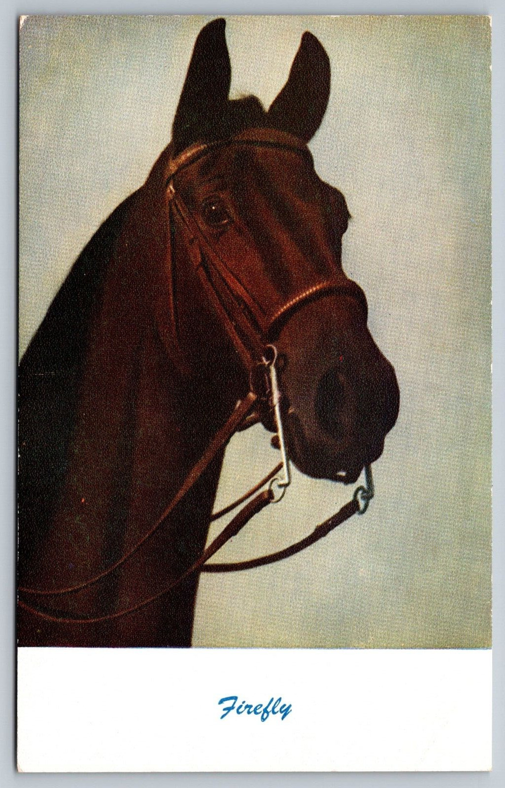 1950s Firefly Race Horse Brown Postcard Vintage Racing Post Card