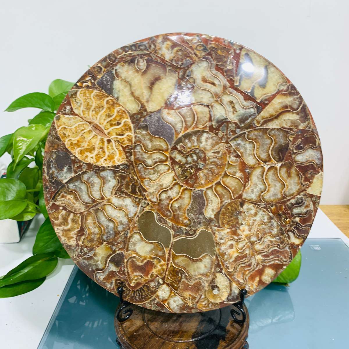 907g Natural Ammonite Fossil Quartz Disc Crystal Mineral Specimen Decoration