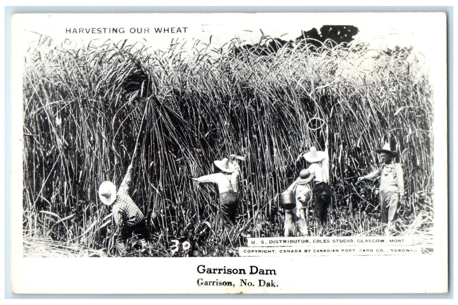 c1940's Farmers Harvesting Exaggerated Wheat Garrison ND RPPC Photo Postcard