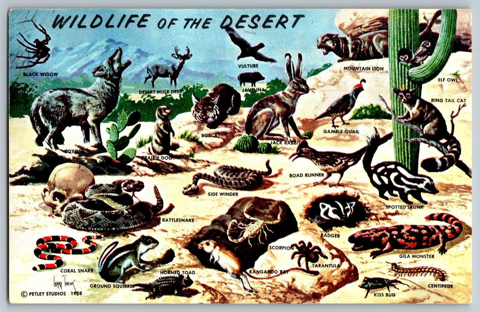 Wild Life in Southwestern Desert - Vintage Postcard - Posted