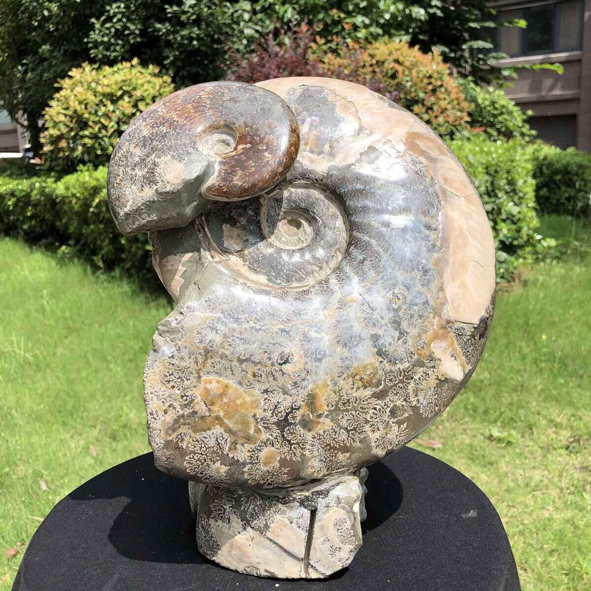 15.22LB Natural Beautiful Ammonite Fossil Conch Crystal Specimen Healing 1545