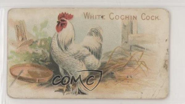 1907 Philadelphia Caramel Zoo Chickens E31 White Cochin Cock z6d