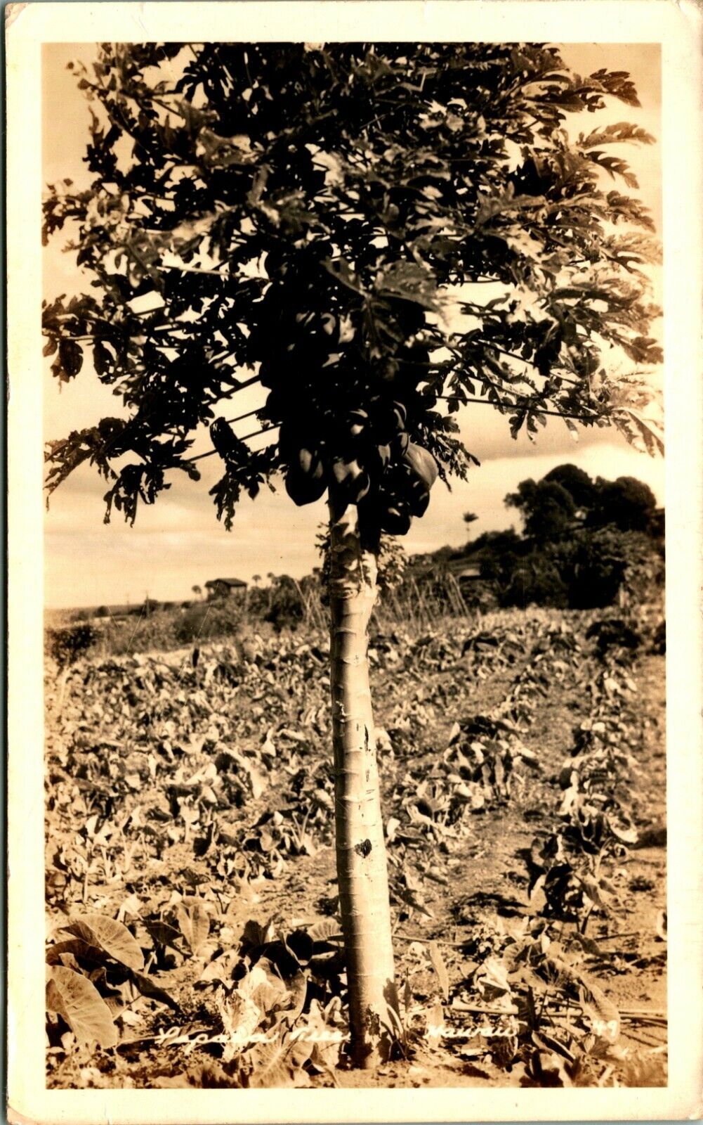 RPPC Papaya Trees 1920s HI Hawaii Territory TH Postcard UNP D10