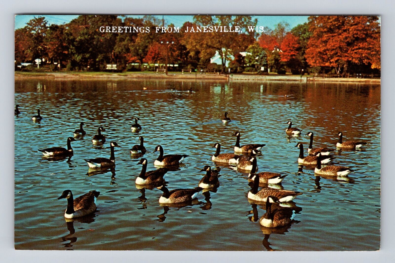 Janesville WI-Wisconsin, Geese, Scenic Greetings, Vintage c1977 Postcard
