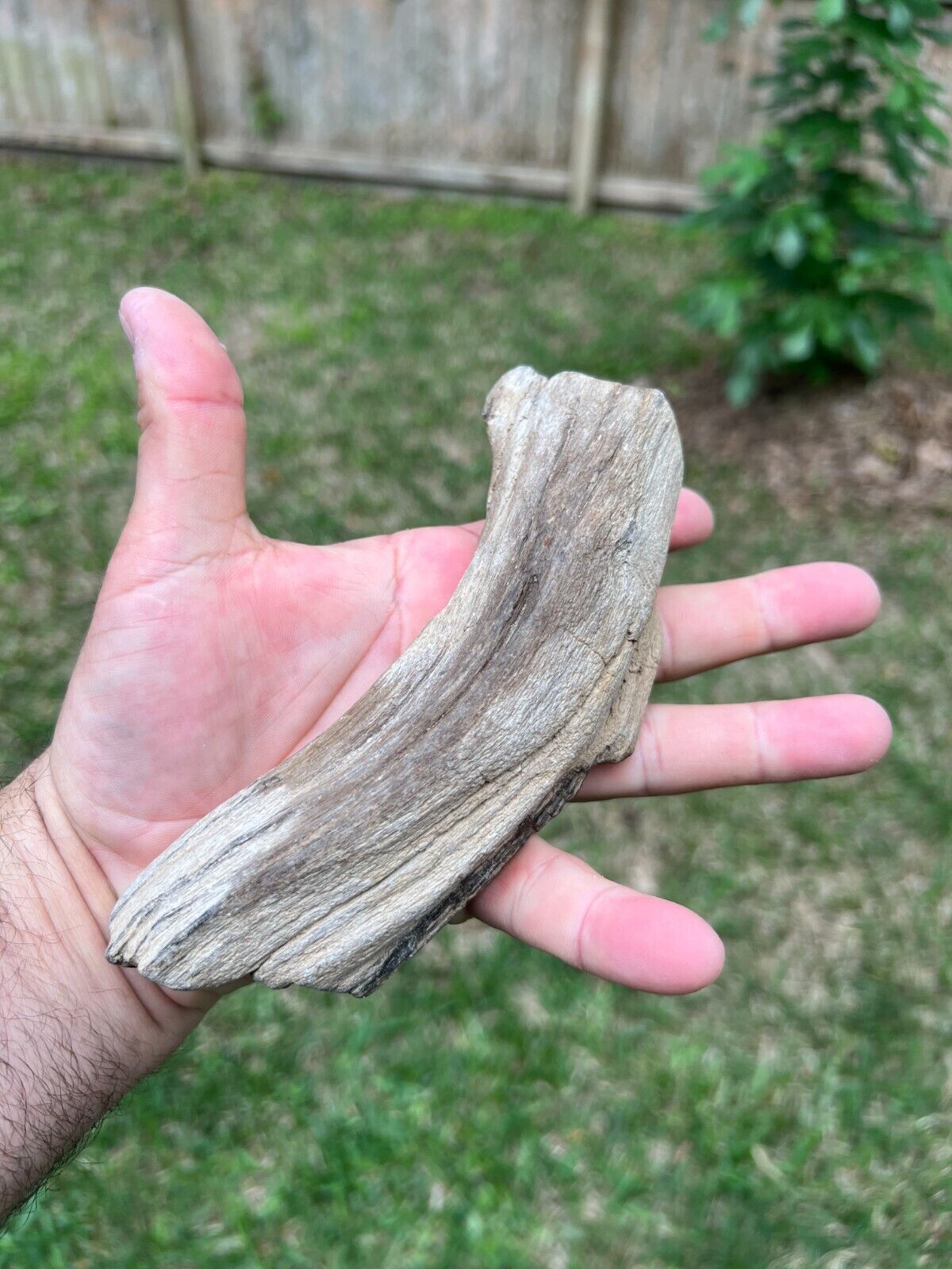 Texas Petrified Wood 6x3x2 Natural Rotted Curved Tree Limb Vine Fossil Piece