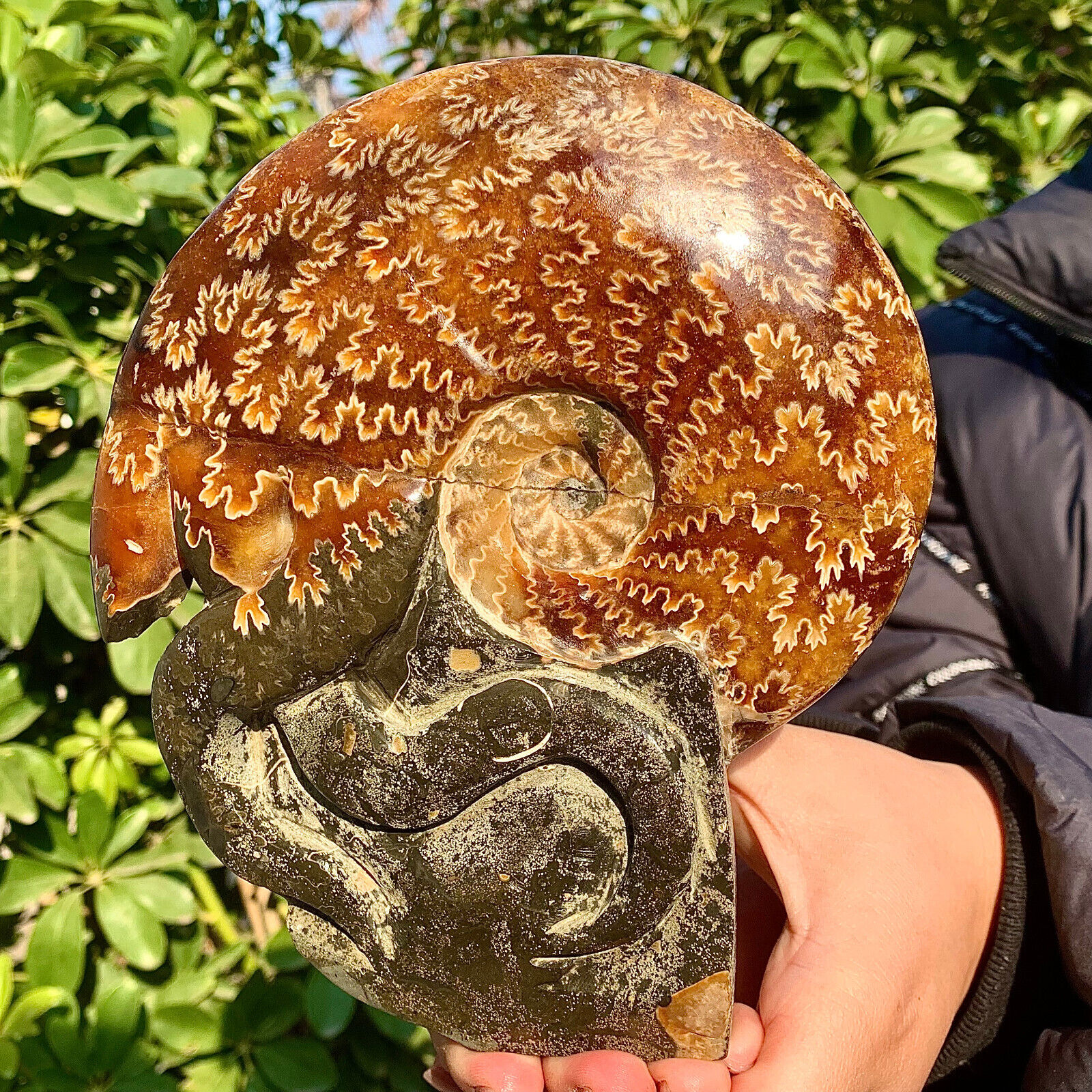 2.88LB Natural Beautiful Ammonite Fossil Conch Crystal Specimen Healing