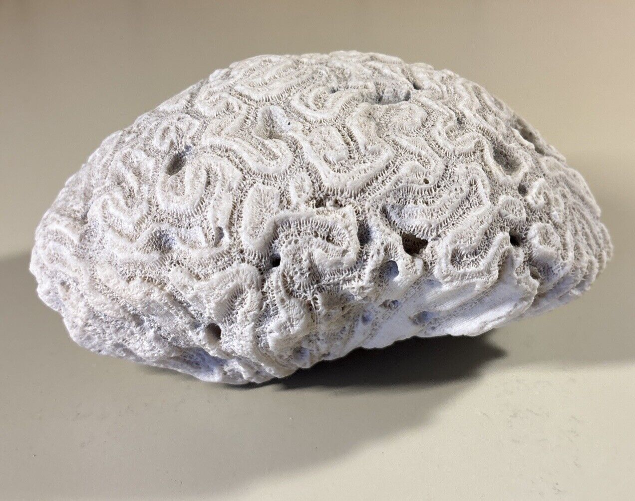 Vintage Natural Brain Coral 4 Lb 11 Oz 8”x5”x4” Lovely Piece
