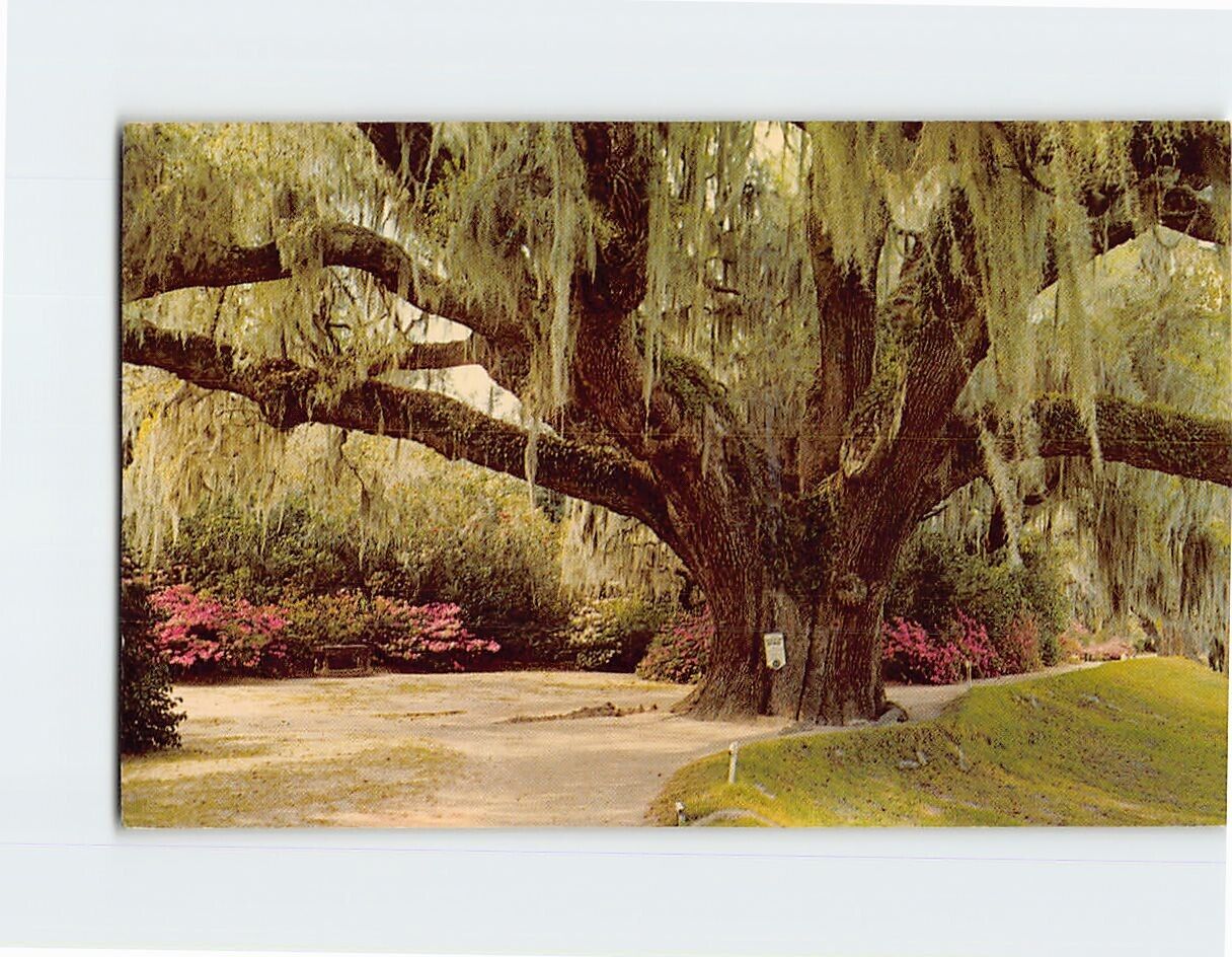 Postcard The Famous Middleton Oak Middleton Gardens Charleston SC USA