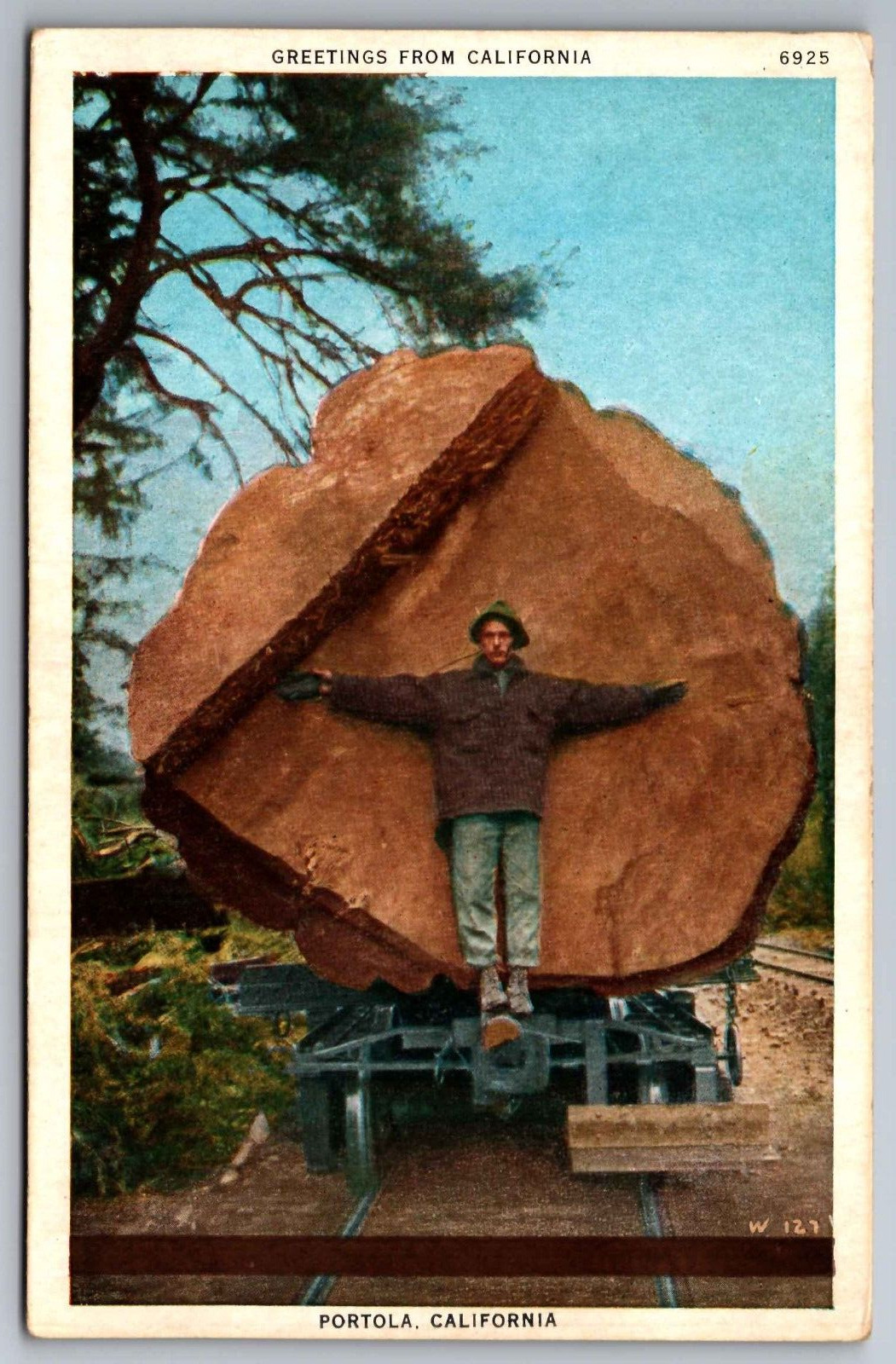 Postcard Greetings from Portola California Man Showing Size of Log      G 23