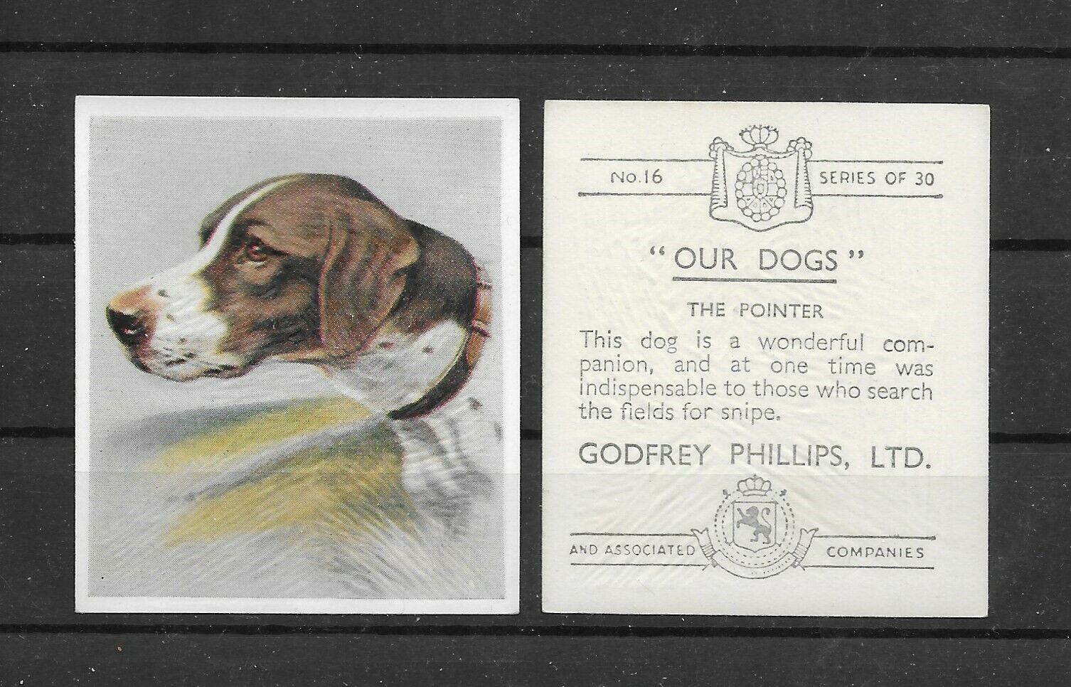 1939 UK Dog Art Head Study Godfrey Phillips Cigarette Trade Card ENGLISH POINTER