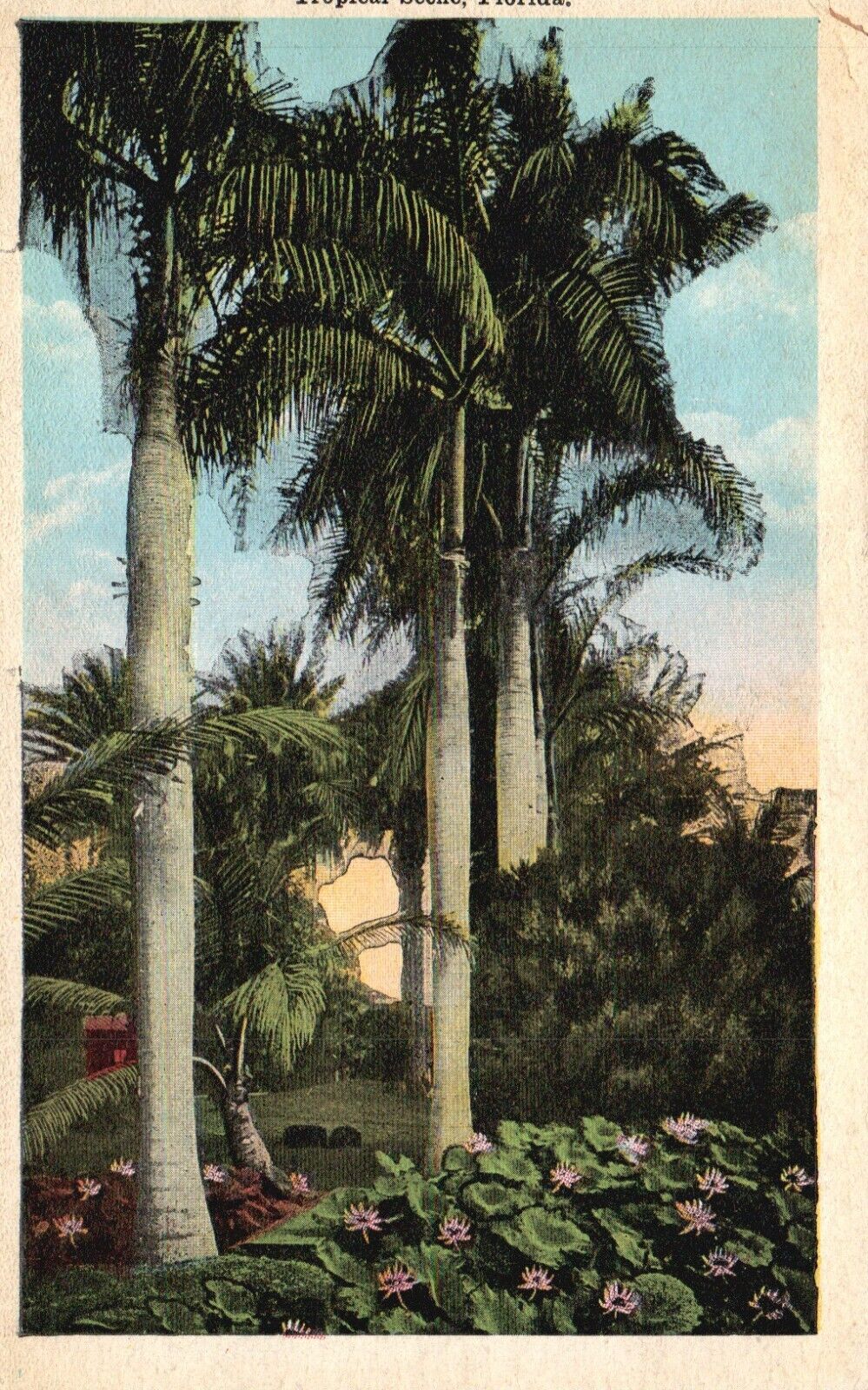 Postcard FL Florida Tropical Scene Palms & Flowers White Border Vintage PC J4492