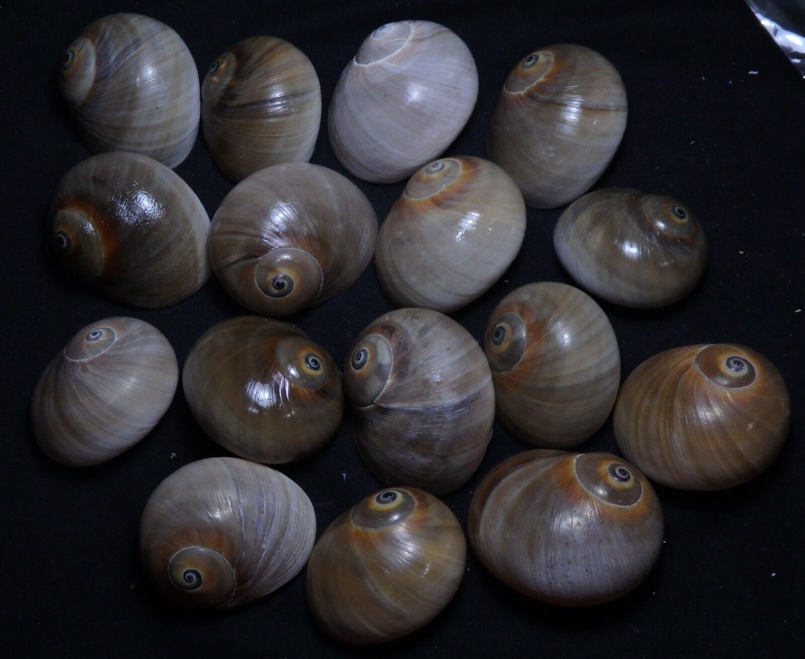 edspal shells - Polinices didyma  38mm-46mm F++/F+++ set of 16pcs sea shell