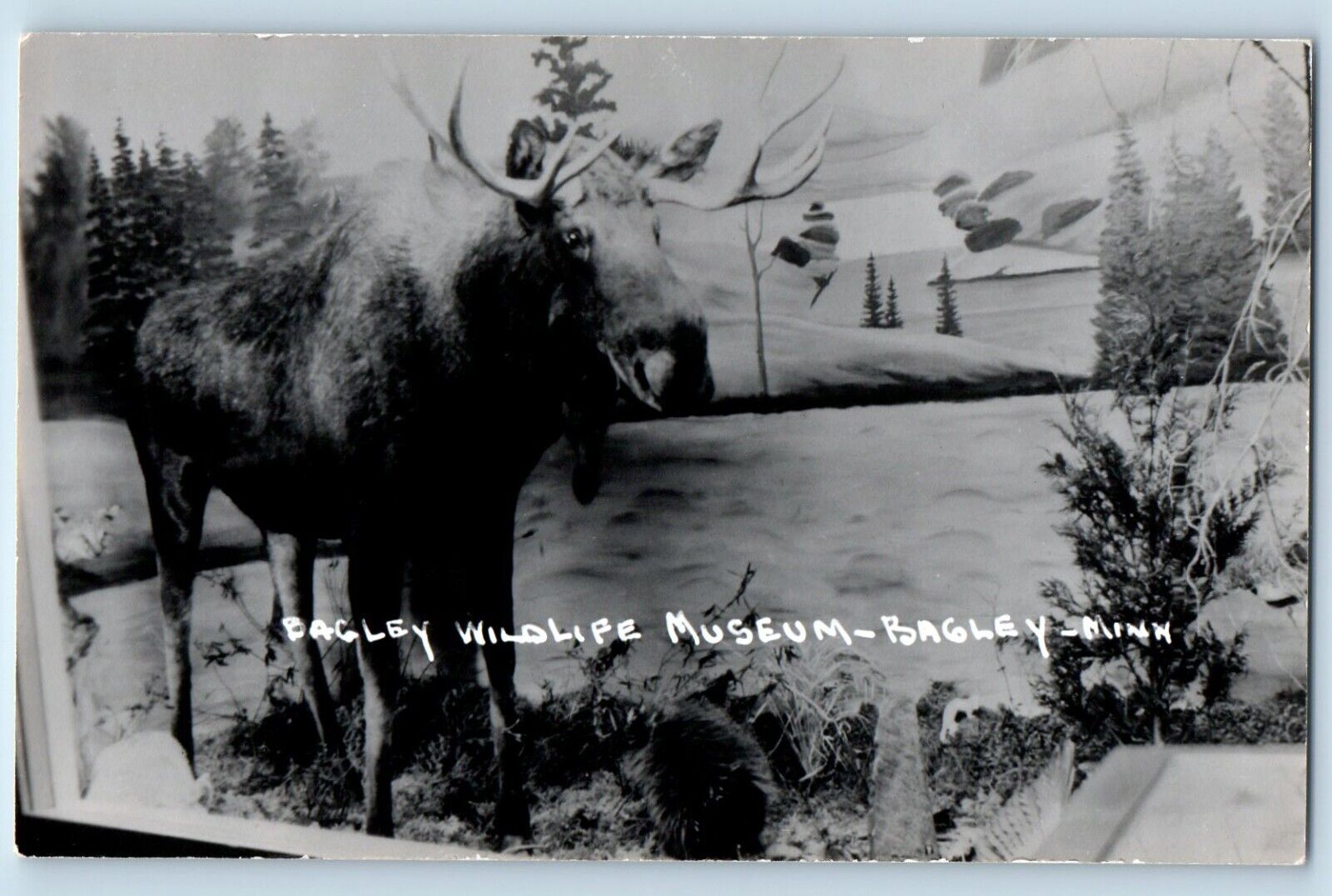 Bagley Minnesota MN Postcard RPPC Photo Bagley Wildlife Museum c1950's Vintage