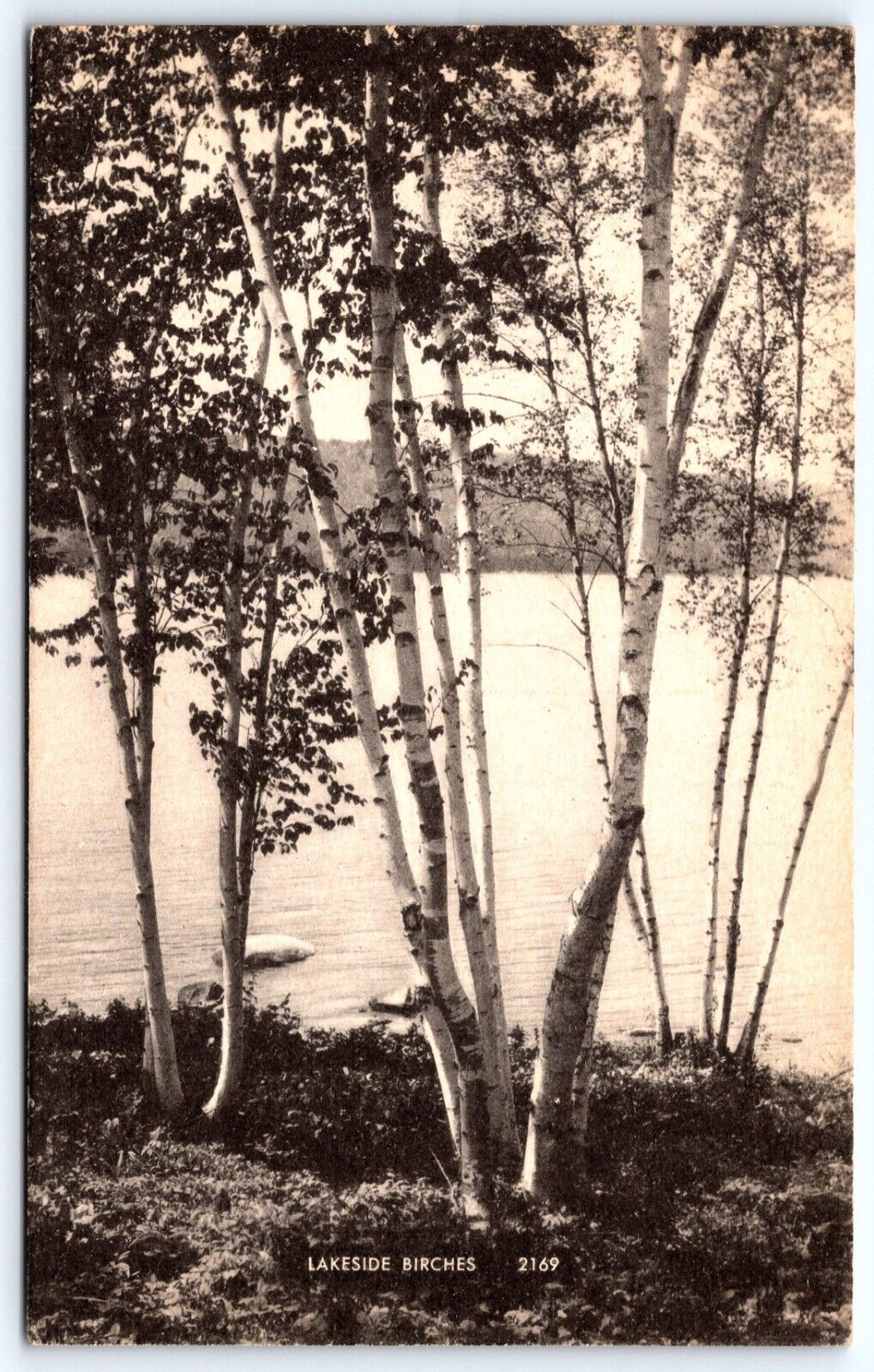Postcard Lakeside Birches, Unposted