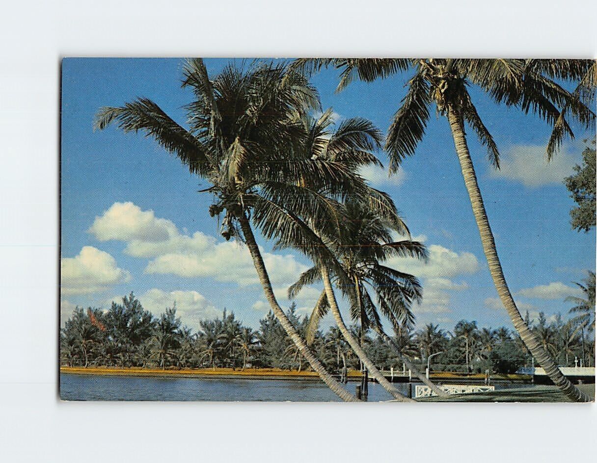 Postcard Whispering Palms Florida USA