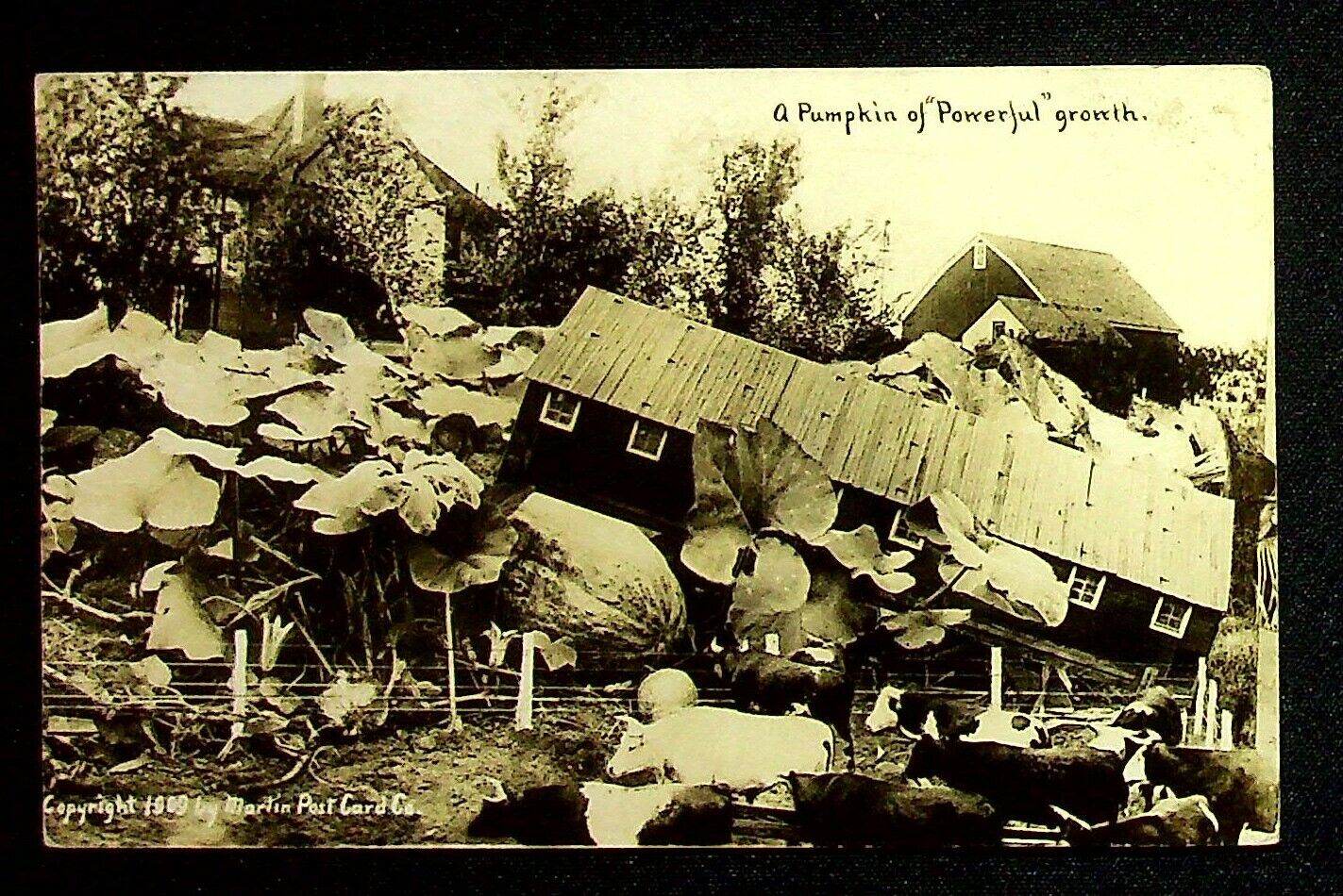 1910 Giant Pumpkins Growing Through House Exaggerated Real Photo Postcard 