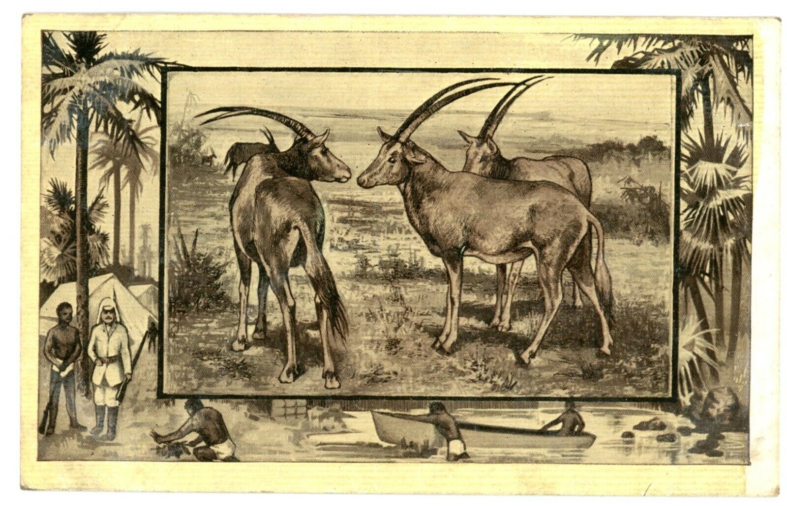 The Antelope, Between Goat And Stag Family, 69 Species Found In Africa Postcard