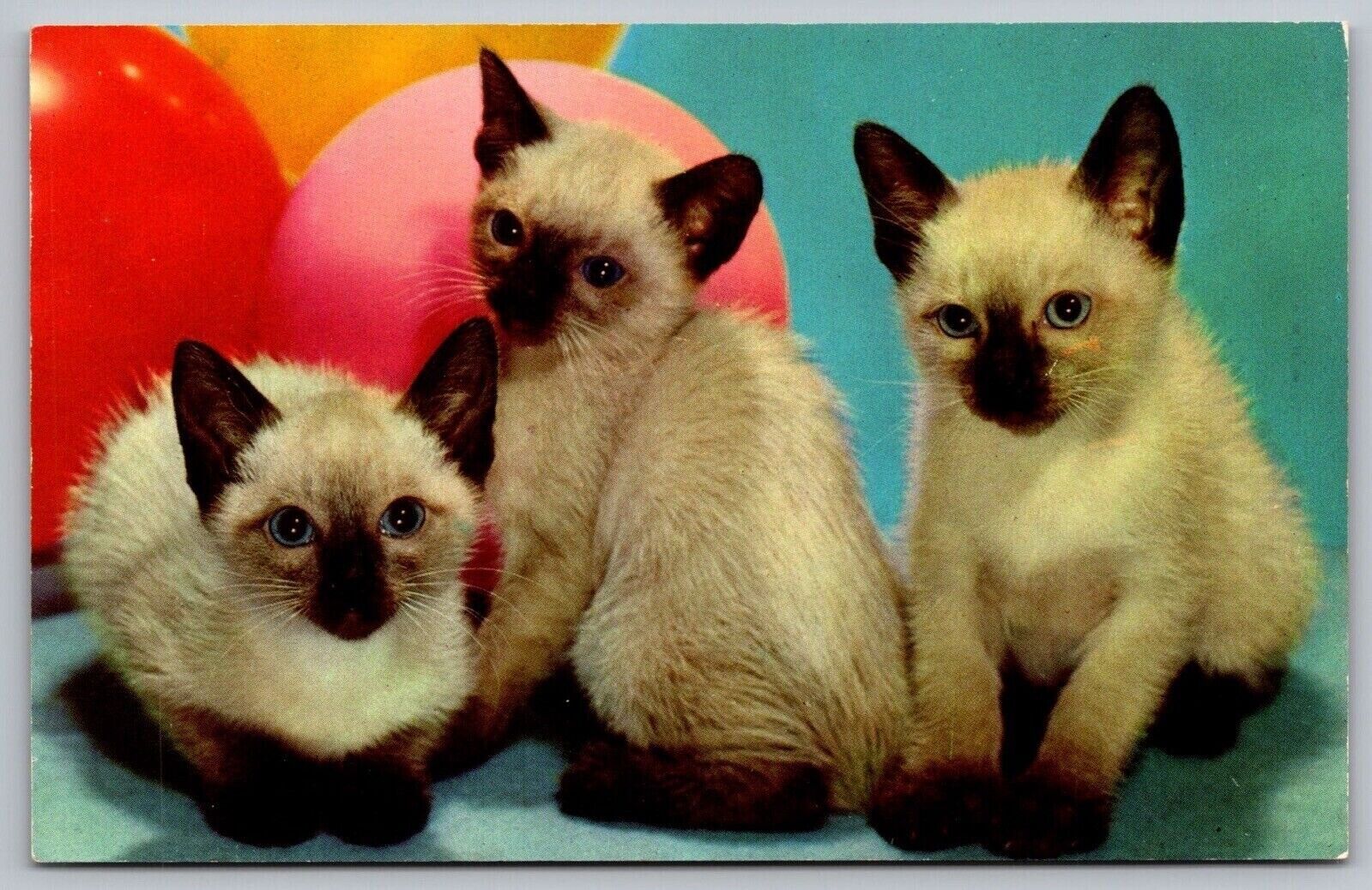 Postcard Three Siamese Kittens Ballons UNP VTG Unused Vintage CK 231