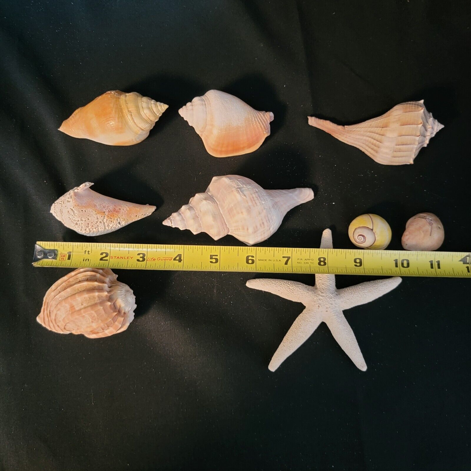 LOT OF 8 Sea shells Beach Nautical coastal Decor Nice Variety